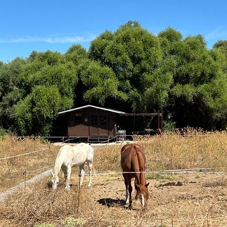 Cabana Rustica En Un Rancho Con Caballos, Prado Del Rey, Andalucia Екстериор снимка