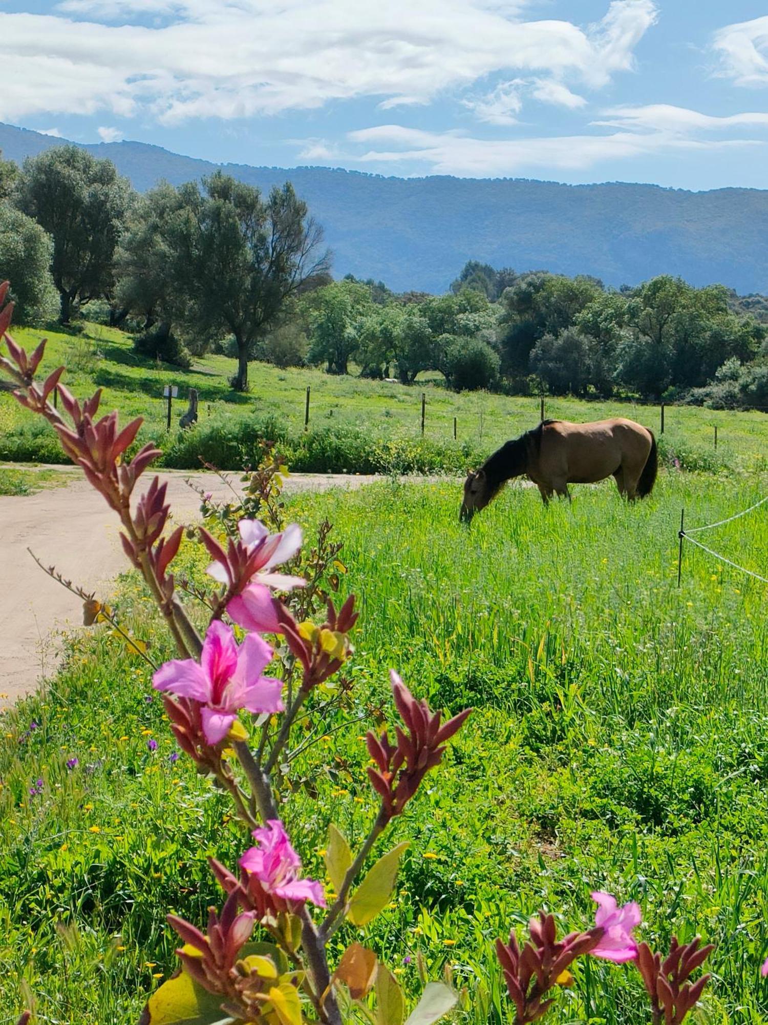 Cabana Rustica En Un Rancho Con Caballos, Prado Del Rey, Andalucia Екстериор снимка