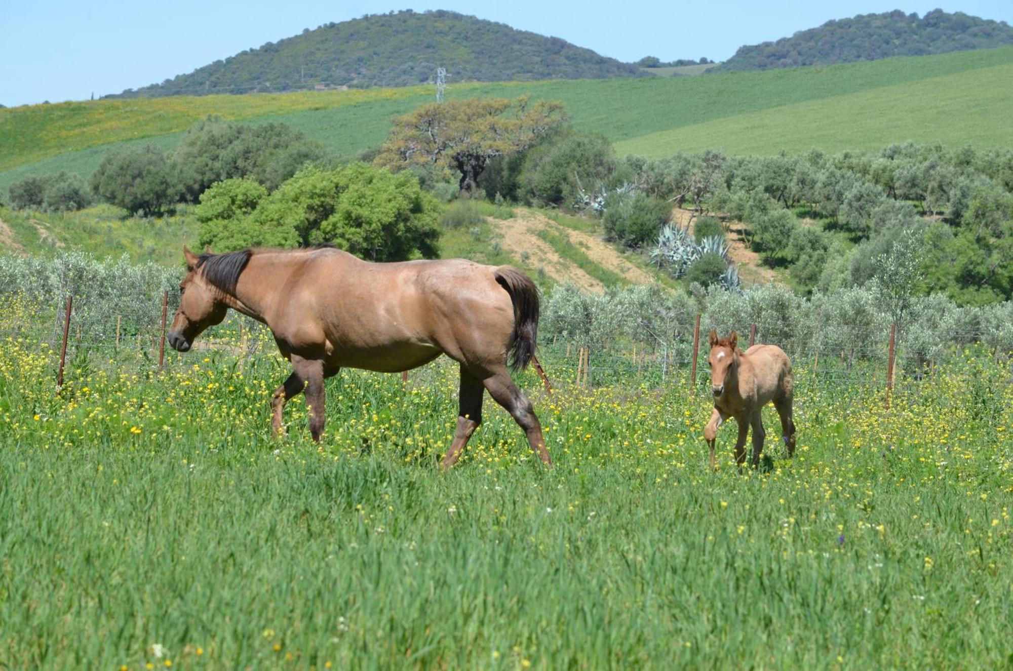 Cabana Rustica En Un Rancho Con Caballos, Prado Del Rey, Andalucia Екстериор снимка